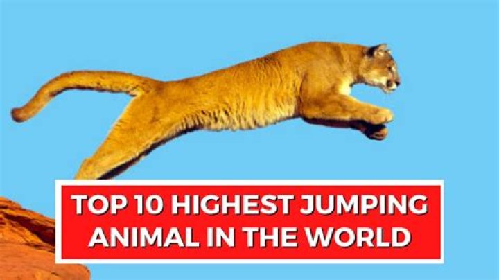 What big cat can jump the farthest?