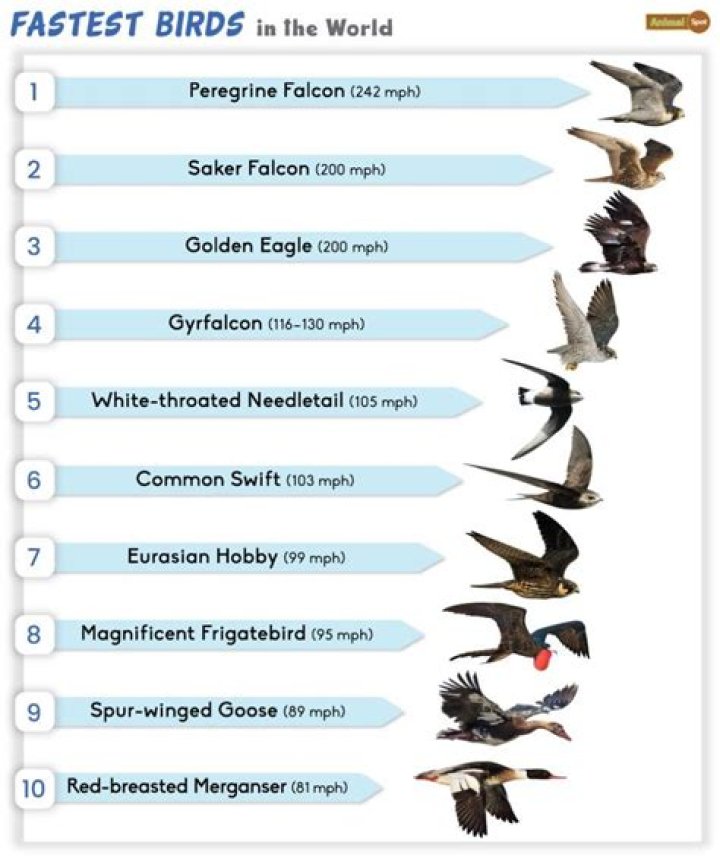 What bird can carry a shark?