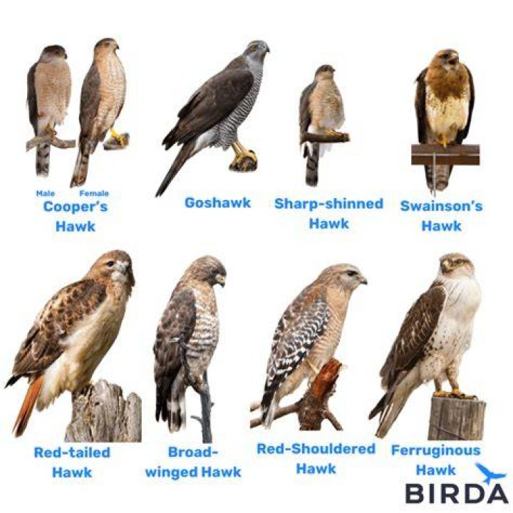 What bird is bigger than a hawk?