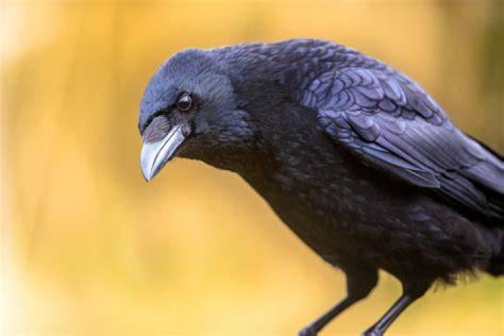 What bird will eat a crow?