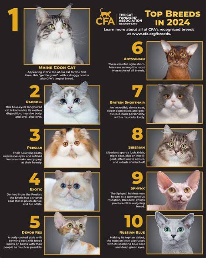 What breed of cat looks most like a lion?