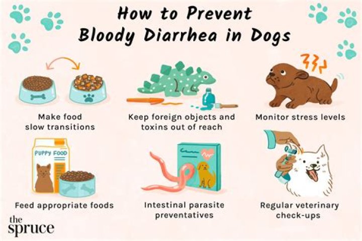 What can I give my dog for upset stomach and diarrhea?