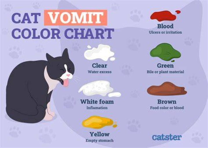 What can make a cat go blind?