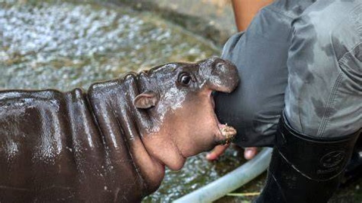 What can outrun a hippo?