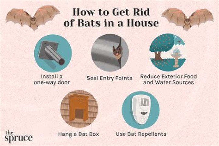 What causes bats to come in your house?
