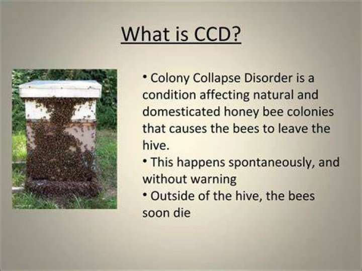 What causes bee colony collapse?