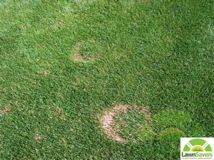 What causes green circles in lawn?