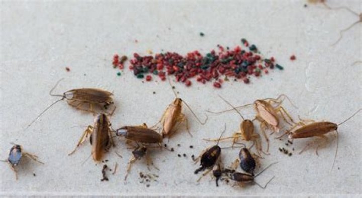 What causes roaches in a clean house?