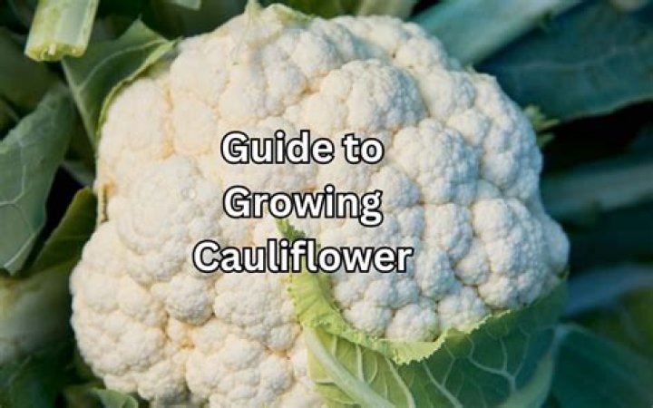 What chakra is cauliflower?