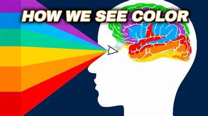 What color are brains?