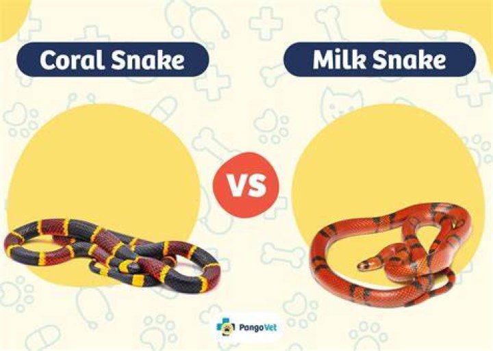 What color is a milk snake?