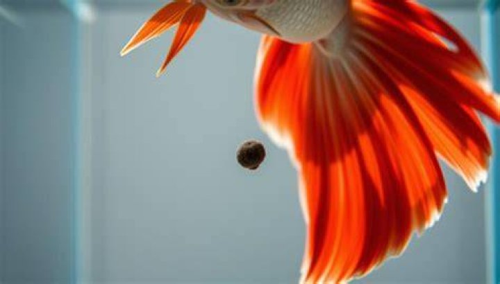 What color is fish poop?