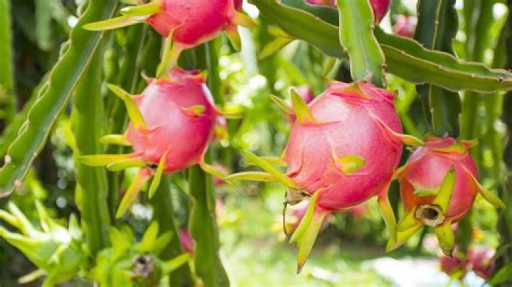 What color is ripe dragon fruit?