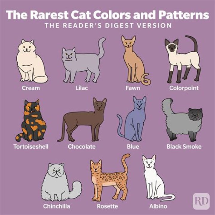 What color is soothing to cats?