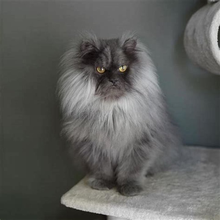 What color makes cats angry?