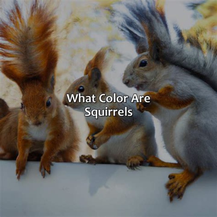 What colors attract squirrels?