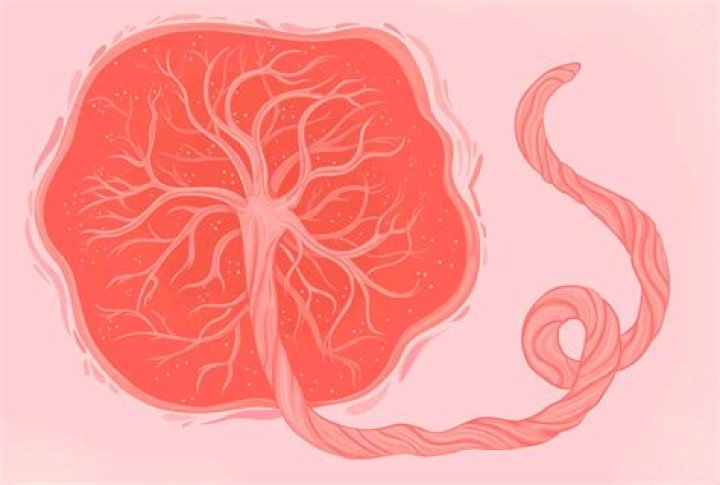 What did Bible say about placenta?