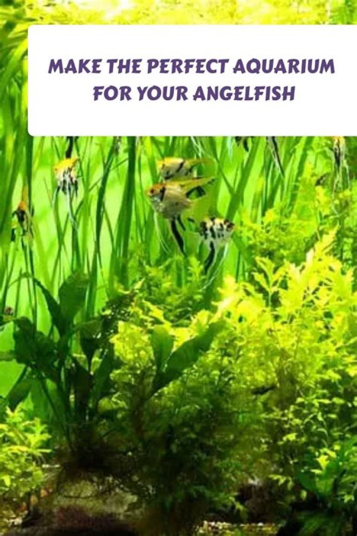 What do angelfish like in their tank?