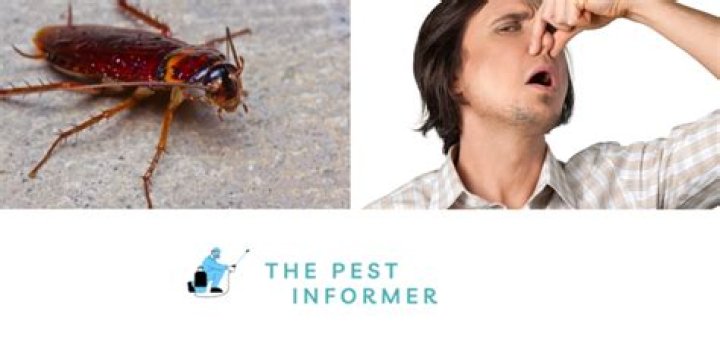 What do cockroaches smell like?
