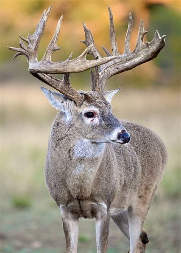What do deer do when scared?
