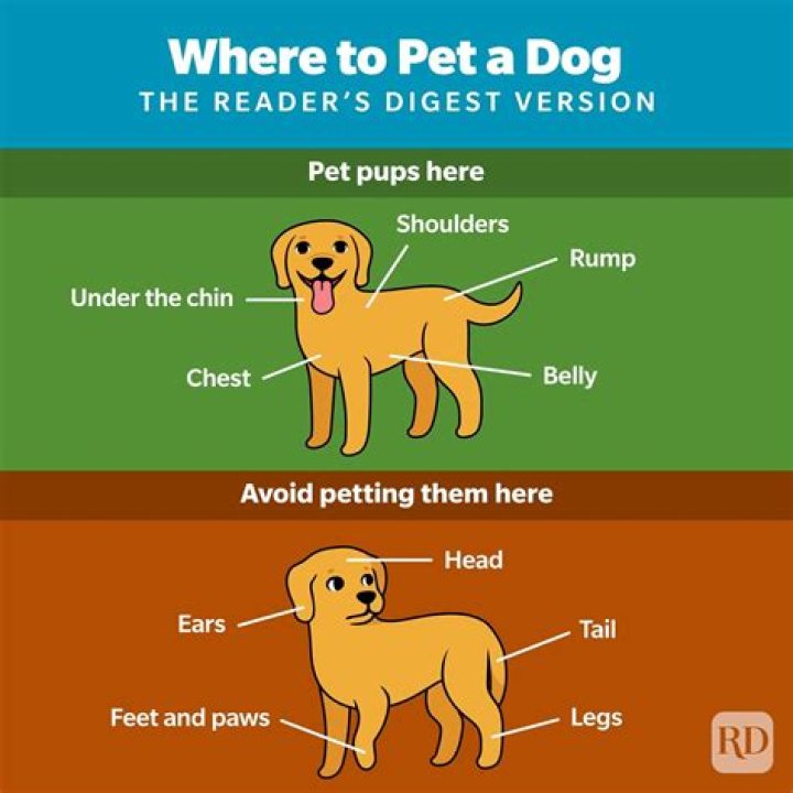 What do dogs feel when you rub their belly?