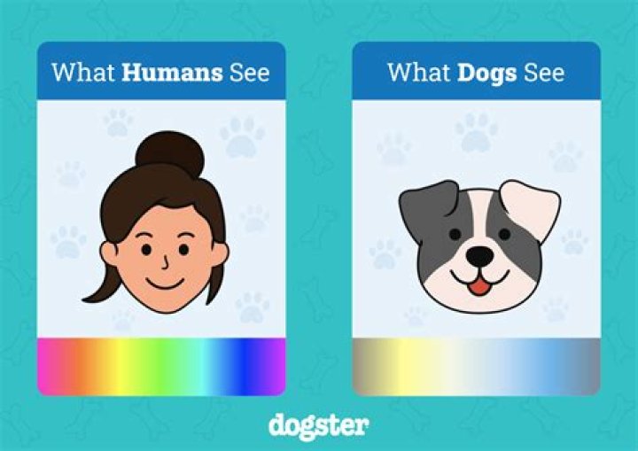 What do dogs think of humans?