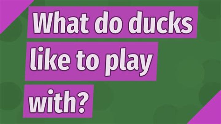 What do ducks like to play with?