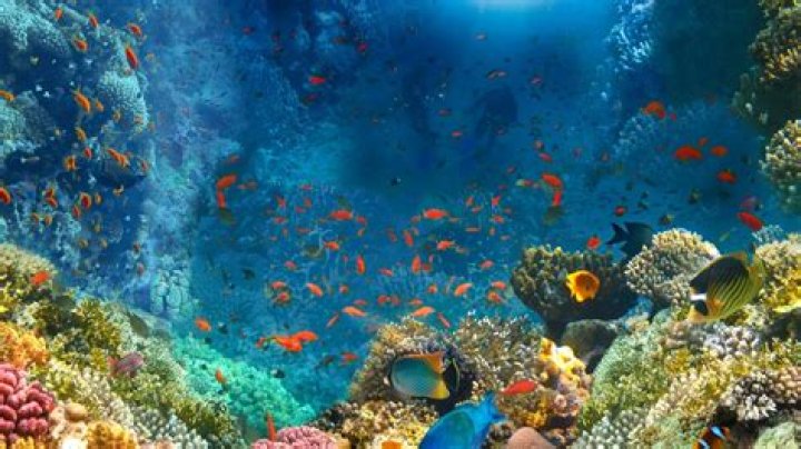 What do fish eat in the coral reef?