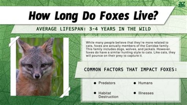 What do foxes say in Japanese?