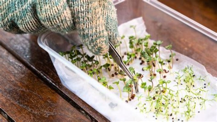 What do I do after my seeds sprout?