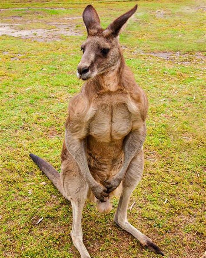 What do kangaroos hate?