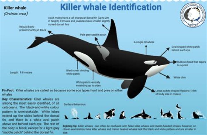 What do killer whales think of humans?
