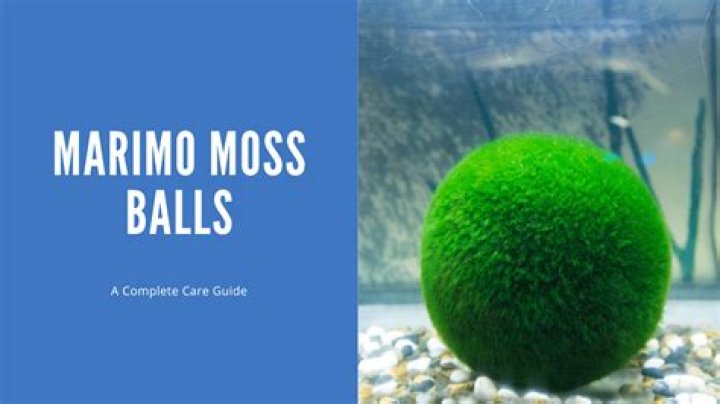 What do moss balls do?