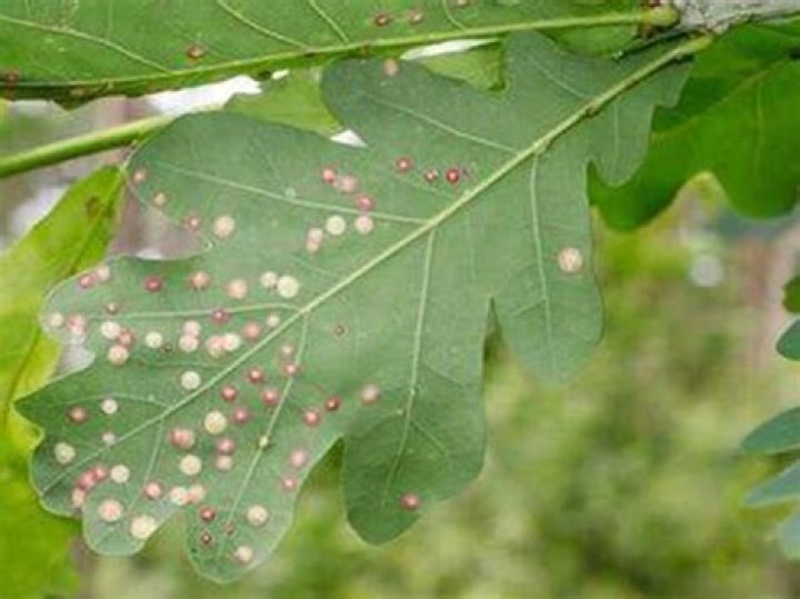 What do Oak mite bites look like?