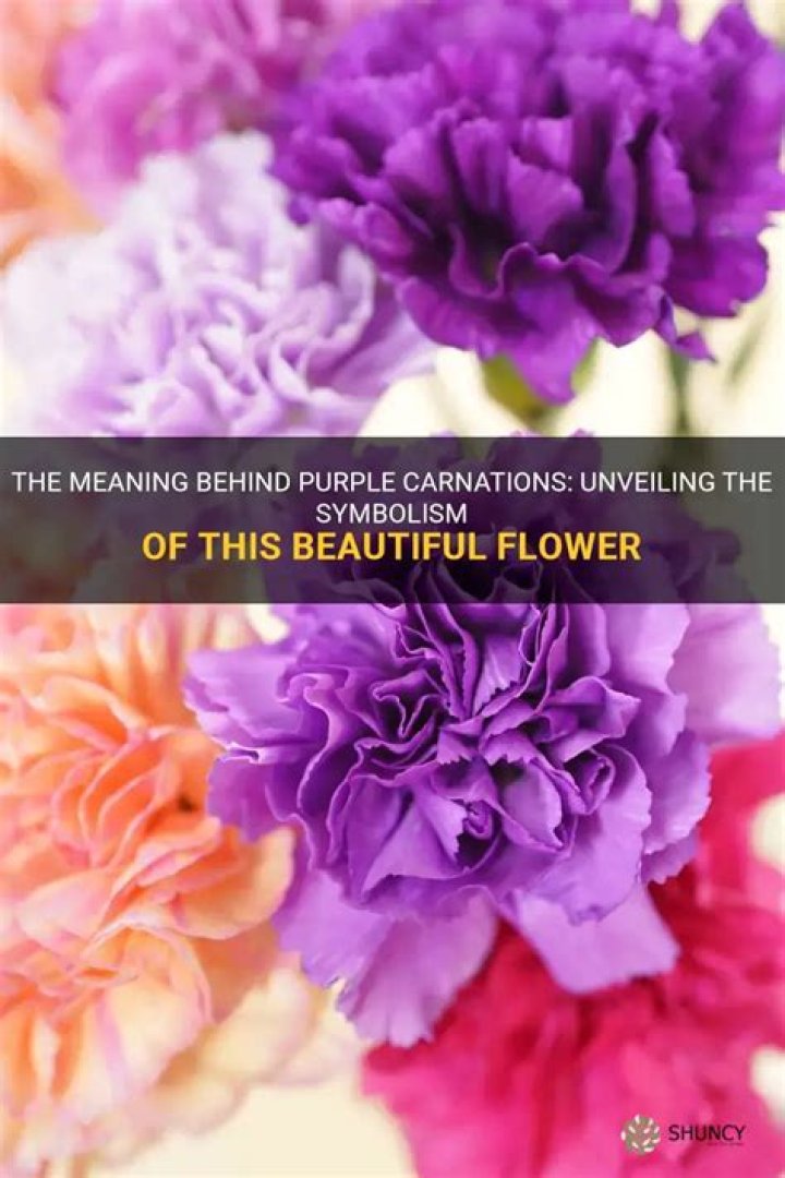 What do purple carnations mean?