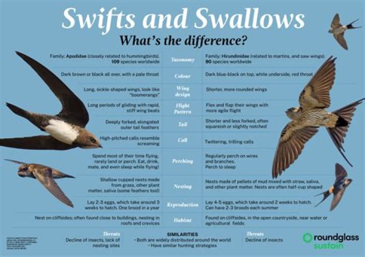 What do swallows mean in the Navy?