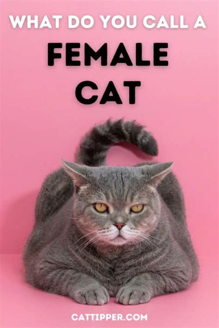 What do you call a female fireman?