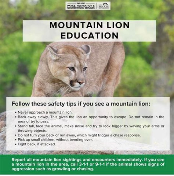 What do you do if you see a mountain lion while mountain biking?