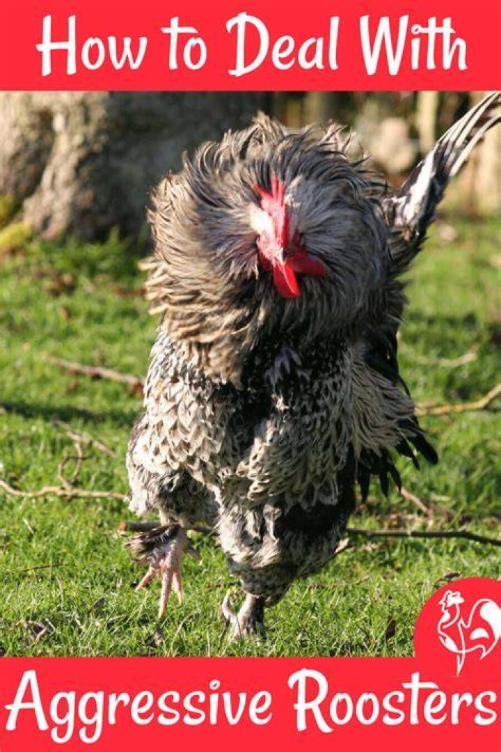 What do you do with an aggressive rooster?