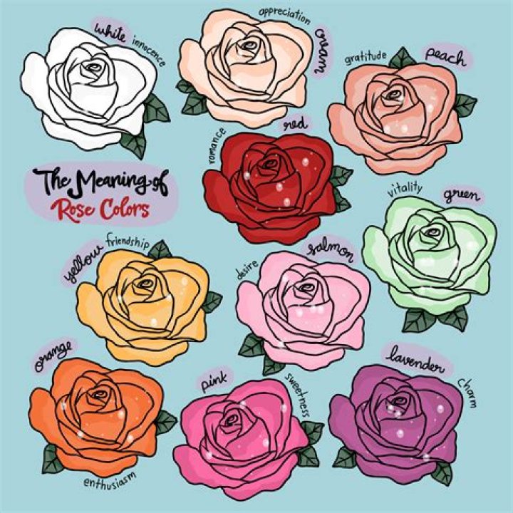 What does 3 roses mean?