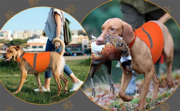 What does an orange vest on a dog mean?