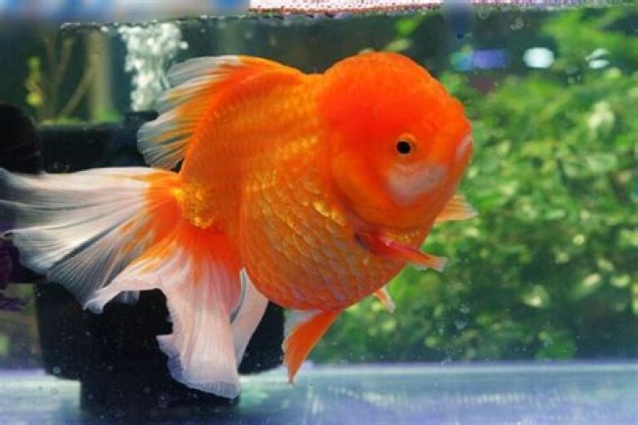 What does an overfed goldfish look like?
