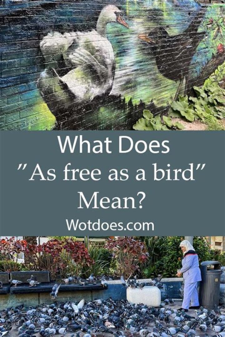 What does as free as a bird mean?