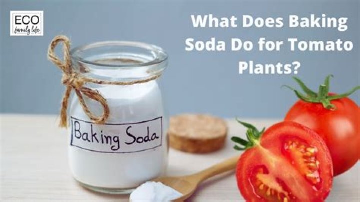 What does baking soda do for tomato plants?