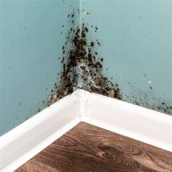 What does black mold look like on concrete floors?