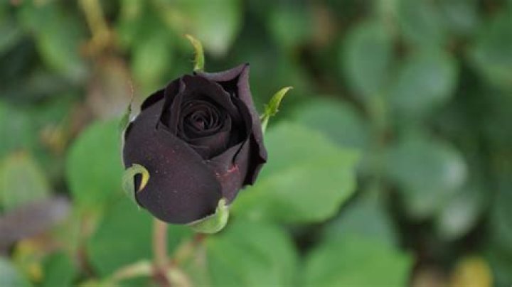 What does black roses mean in a relationship?