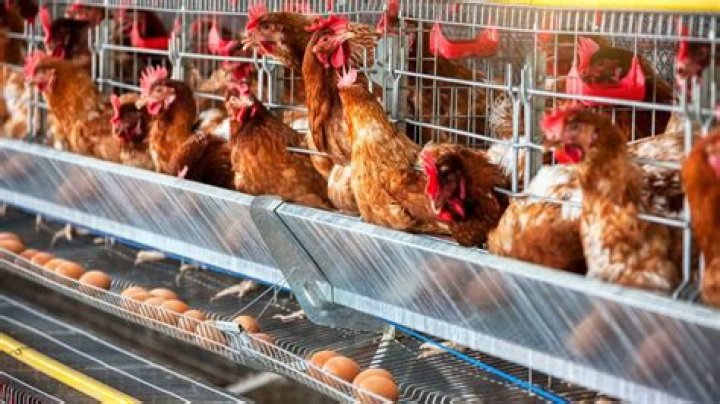 What does chicken purring mean?