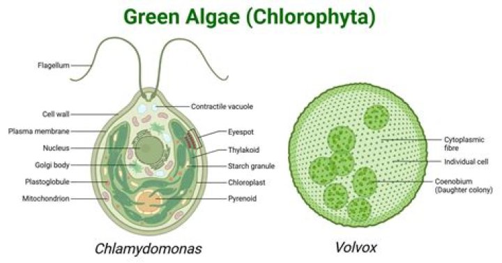 What does chlorella do for your skin?