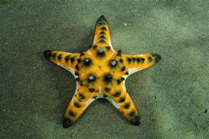 What does chocolate starfish mean?