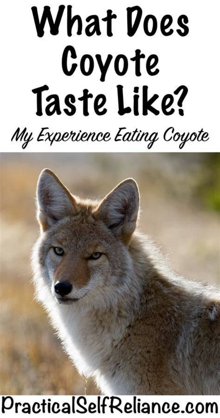 What does coyote meat taste like?